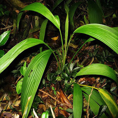 Sâm cau tươi