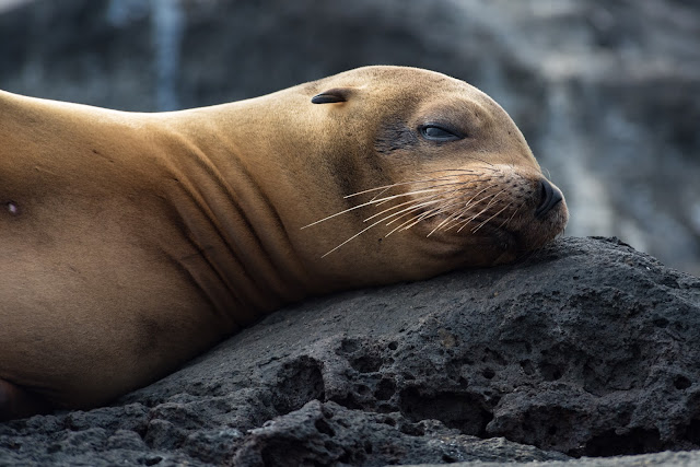Galápagos Sea Lion, Santiago Island