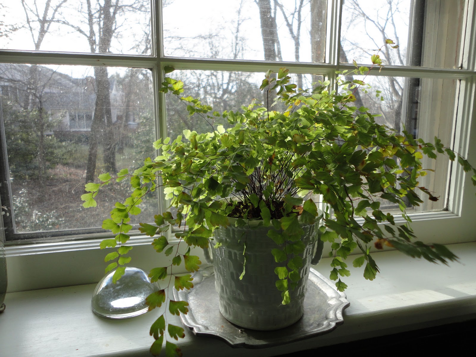 Indoor Planters