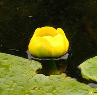 Flower Delivery For Yellow Water Lily Flower