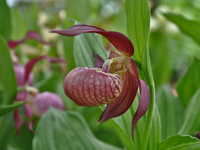 Венерин башмачок вздутый (Cypripedium ventricosum)