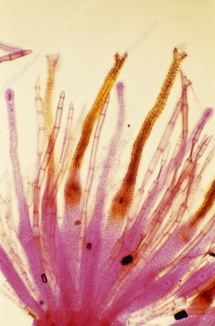 Archaegonium