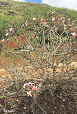 plumeria with flowers