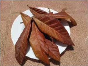 Home Made Loquat Leaf Extract