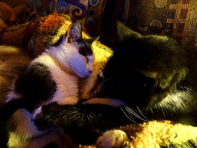 Ο Πιέρ και η Μπουκίτσα, δυο γατάκια κοιμούνται αγκαλιασμένα