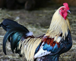 GAMBAR TIPS BETERNAK AYAM KAMPUNG YANG MENGHASILKAN WALPUN BAGI PEMULA