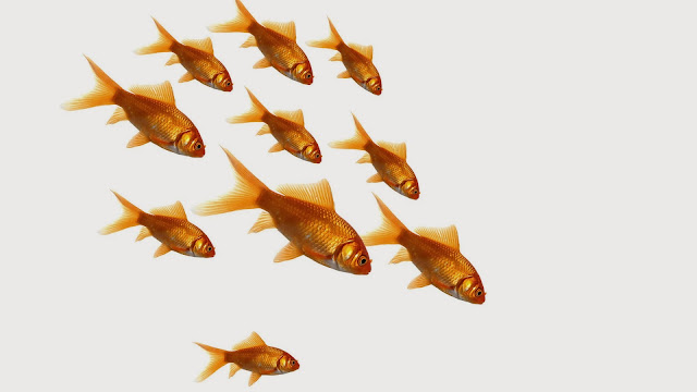 3D Amazing Gold Fish HD Wallpaper Free