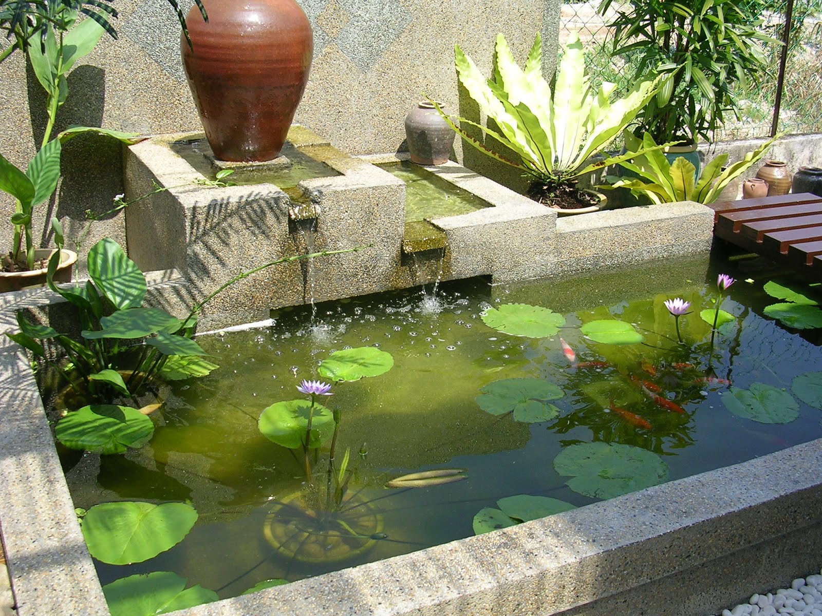 SusurDenai BINALAH KOLAM  IKAN  HIASAN  DENGAN BELANJA YANG 