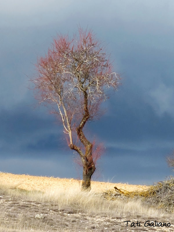 Tati Galiano. La viajera mas lenta. Árbol rosa. Fotografía. Las pequeñas cosas