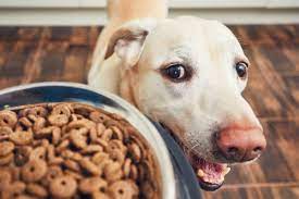 Unleashing the Power of High Protein Dog Food: