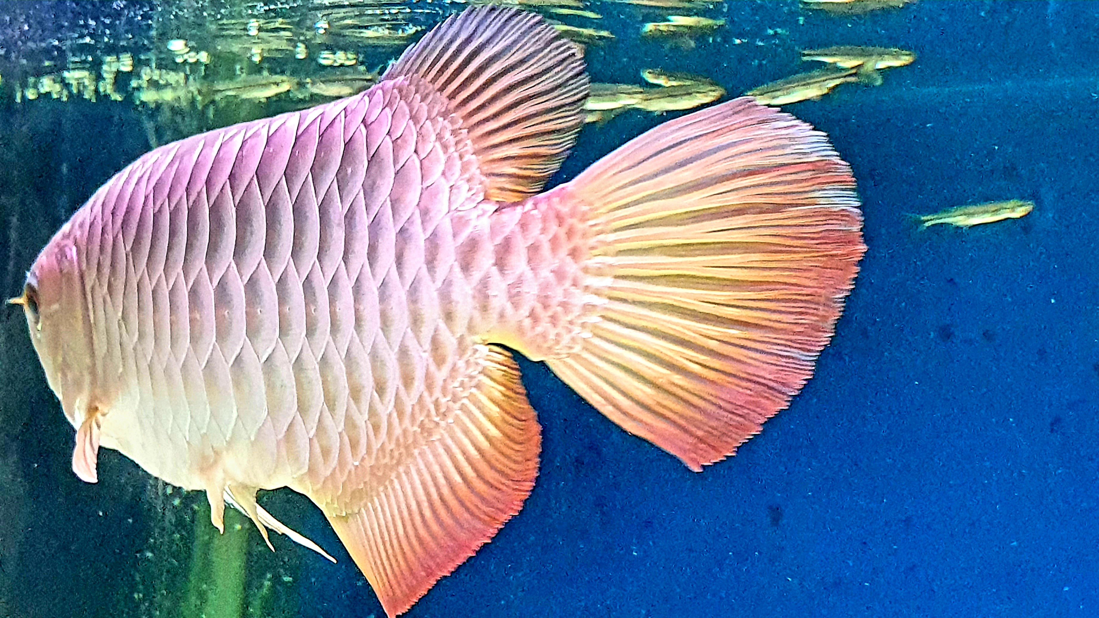 Malaysia Golden Arowana Ikan Hiasan Termahal Penyeri Rumah Dan Penawar Stres Orangmuo My