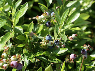 Bleuet à feuilles étroites - Vaccinium angustifolium - Airelle à feuilles étroites