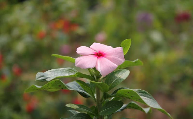 Vinca Flowers Pictures