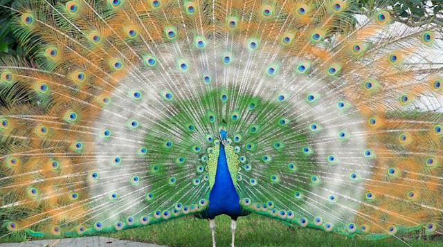 National Birds Peacock and Its Religious Value