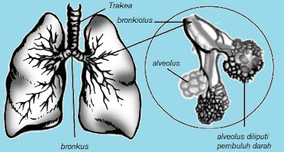 gambar organ pernafasan