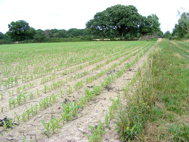 Hedge removed along field boundary and field converted from hay to maize. Indre et Loire. France. Photo by Loire Valley Time Travel.