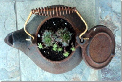 hen and chicks in a tea pot