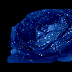 blue rose flower wallpaper