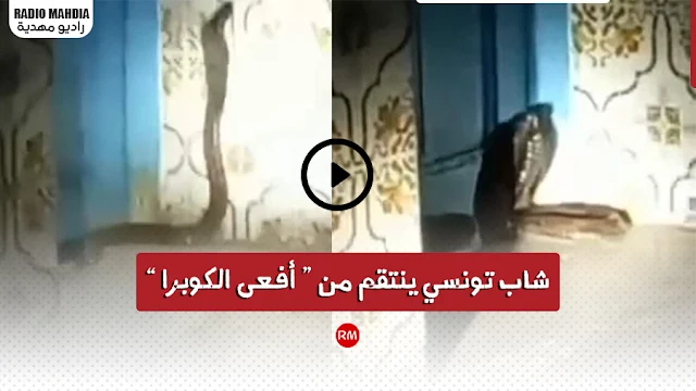 بالفيديو : شاب تونسي ينتقم من " أفعى هائجة " كادت تعضه