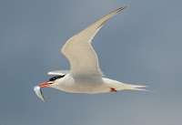 Common tern with fish, Fire Island, NY photo by Badjoby