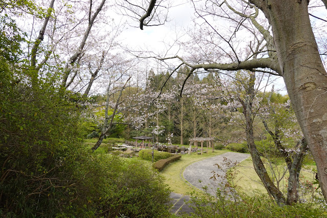 鳥取県米子市福市　福市遺跡　ソメイヨシノ（染井吉野）