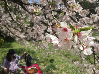 2016年の東京都文京区の桜