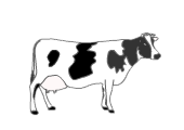 cow