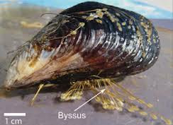 mussel byssus attachment