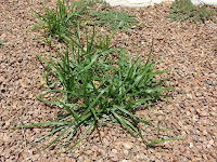 Picture of a nutsedge plant growing in gravel