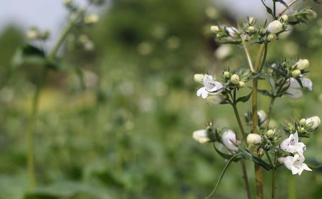 Foxglove Beardtongue Flowers Pictures