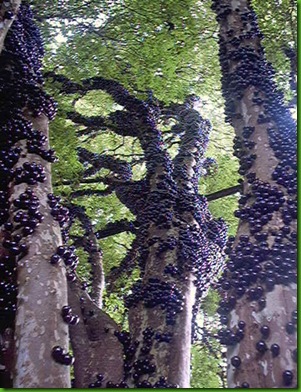 jabuticabatuba