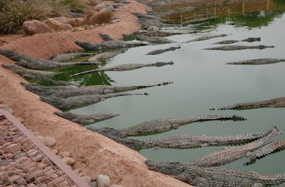 El Crocopark de Agadir.