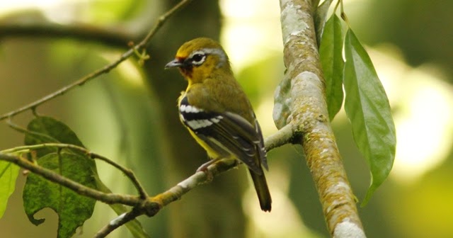 Inilah Makanan Yang Disukai Burung Cipoh