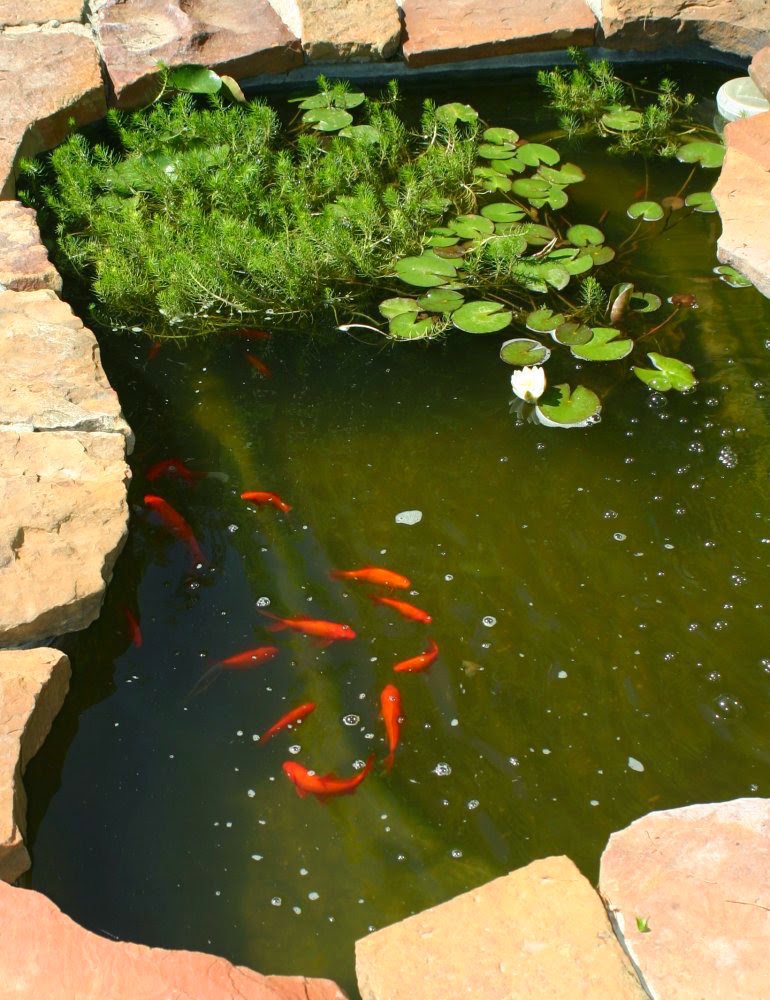 kolam ikan minimalis