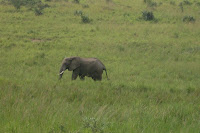 photo of an elephant in the grass lands