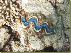 Clam 3