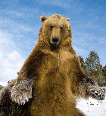 Stunning Close Up Photography Of Wild Animal Seen On www.coolpicturegallery.us