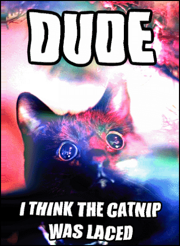 Art Cat GIF with caption • Trippy Cat. ''DUDE, I THINK THE CATNIP WAS LACED''