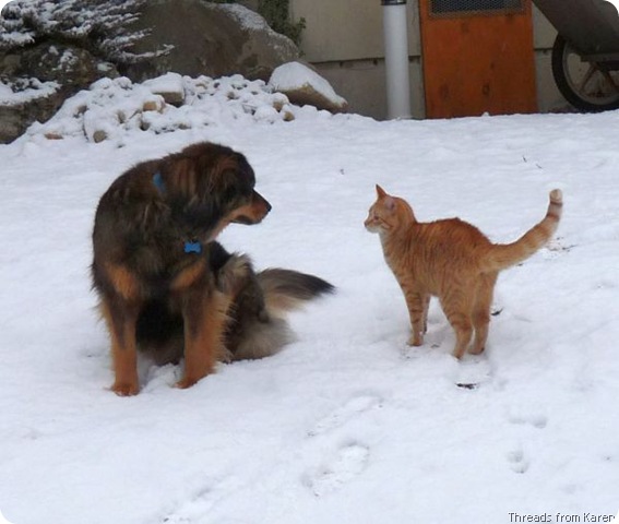 animals in snow