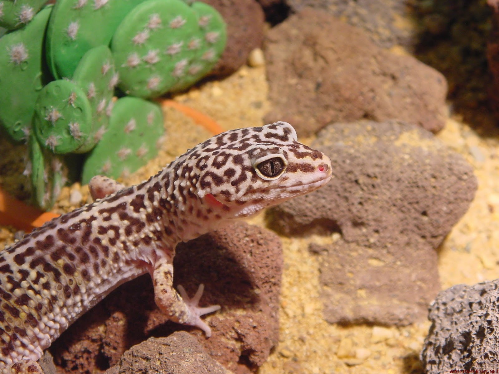 wallpaper, desktop wallpaper,gecko, gecko images, animals