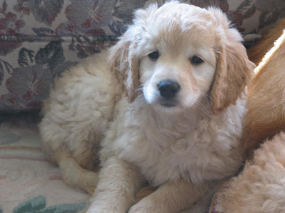 f1b goldendoodle pictures. the F1 goldendoodle male
