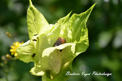 Schnecke in einer Pflanze