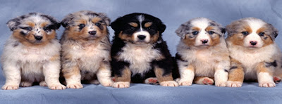 portada facebook, facebook timeline cover, imagenes de perritos tiernos para facebook