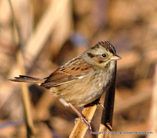 Swamp Sparrow