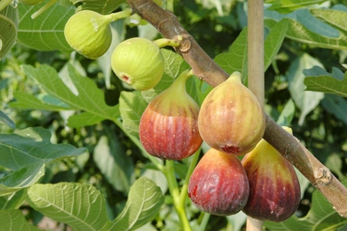 ໝາກ​ເດື່ອ  ໝາກ​ເດື່ອ ຊື່​ສາ​ມັນ                 Fig, Common Fig  ໝາກ​ເດື່ອ ຊື່​ວິທະຍາ​ສາດ          Ficus carica L.  ຈັດ​ຢູ່ໃນ​ວົງ​ຂອງຫມາກມີ້         (MORACEAE)  ສະຫມຸນໄພຫມາກ​ເດື່ອ ຊະນິດ​ນີ້​ມີ​ຊື່​ຮຽກ​ອື່ນ​ວ່າ ມະ​ເດື່ອ​ຝ​ຣັ່ງ, ມະ​ເດື່ອ​ຍີ່​ປຸ່ນ (ລູກ​ຟິກ)  ໝາຍ​ເຫດ : ໝາກ​ເດື່ອ​ທີ່​ເວົ້າ​ເຖິງ​ໃນ​ບົດ​ຄວາມ​ນີ້​ຈະ​ເປັນ​ຄົນ​ລະ​ຊະນິດ​ກັບ​ມະ​ເດື່ອ​ໄທ (ມະ​ເດື່ອ​ຊຸມ​ພົນ) ທີ່​ມີ​ຊື່​ວິທະຍາ​ສາດ​ວ່າ Ficus racemosa L