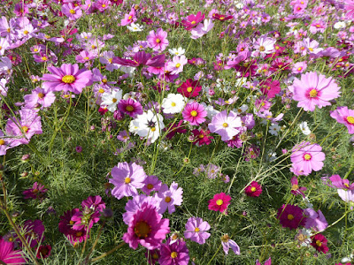 花博記念公園鶴見緑地のコスモス