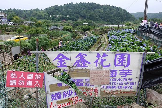 21 陽明山 繡球花 大梯田 竹子湖