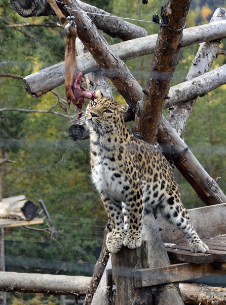 amurleopard bjørneparken