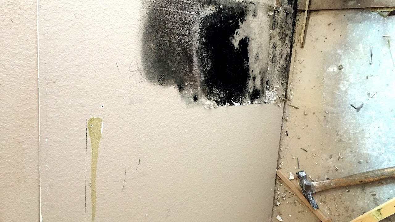 Black Mold Illness Symptoms Treatment