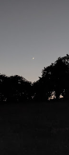 Dark skyline of trees, a fingernail moon above